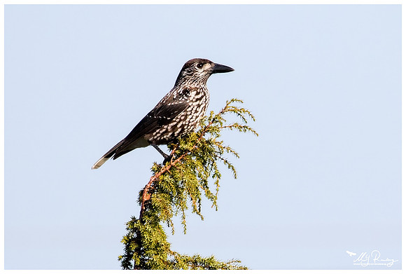 Spotted Nutcracker (Notenkraker) in Matsalu National Park