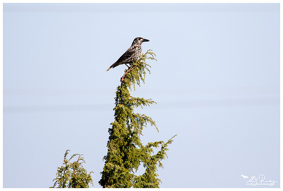 Spotted Nutcracker (Notenkraker) in Matsalu National Park