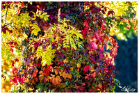 Estonia (2017) Autumn