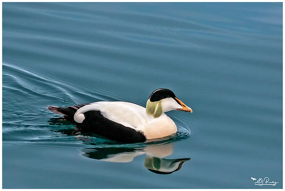 Common Eider (Eidereend) near Moffen Island.