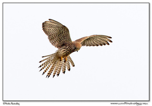 Common Kestrel (Torenvalk) at the Plompe Toren near Koudekerke at Schouwen-Duiveland
