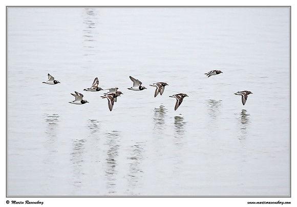 Ruddy Turnstone (Steenloper) at the island Terschelling in the Wadden Sea