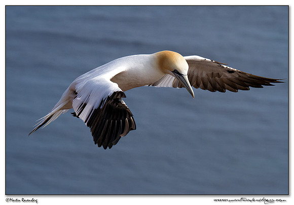 Northern Gannet (Jan-van-Gent) at Heligoland (Helgoland) - Germany