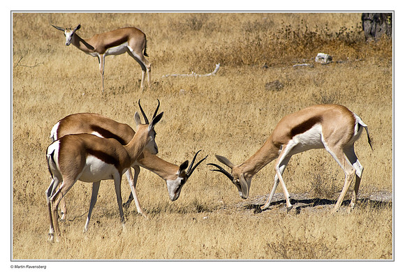Springbok in Etosha National Park