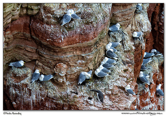Kittiwake (Drieteenmeeuw) at Heligoland (Helgoland) - Germany