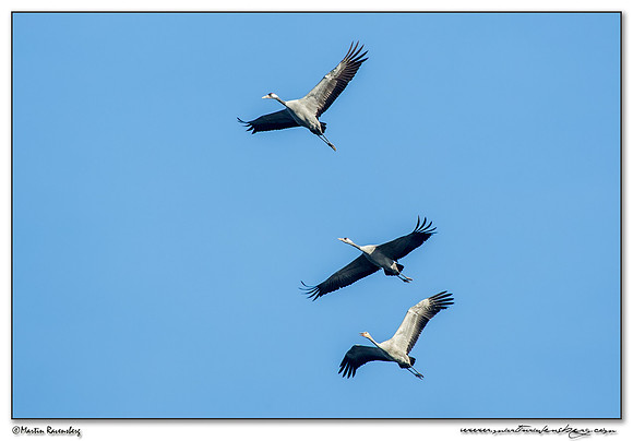 Common Crane (Kraanvogel) near Linum and surrounding areas