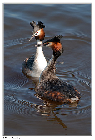 Courtship behaviour of Great Crested Grebes (Fuut) at the Starrevaart lake near Stompwijk