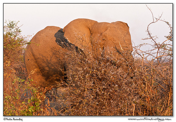African Elephant (Afrikaanse Olifant) at the Pilanesberg National Park