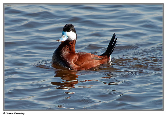 Ruddy Duck (Rosse Stekelstaart) at the Starrevaart lake near Stompwijk