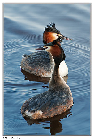 Courtship behaviour of Great Crested Grebes (Fuut) at the Starrevaart lake near Stompwijk