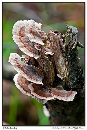 Turkey Tail / Gewoon Elfenbankje (Trametes versciolor) at the Hoge Veluwe National Park