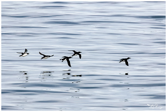 Common Guillemot (Zeekoet) near Moffen Island.
