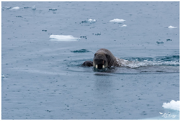 Walrus at Torellneset at the south west coast of the Nordaustlandet Island.