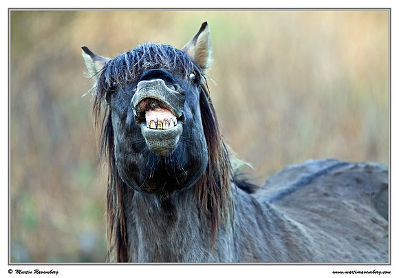 Konikhorse (Konikpaard) at the Oostvaardersplassen - De Poelruiter Vogelkijkhut