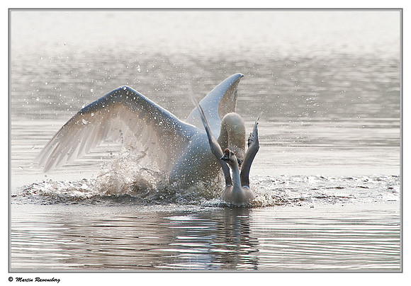 'Wild Goose Chase'  - Mute Swan (Knobbelzwaan) & Domestic Goose near Hazerswoude, Spookverlaat - Amalia Hut