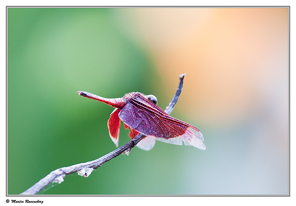 Red Grasshawk (Neurothemis fluctuans) in the Gunung Leuser National Park at Bukit Lawang