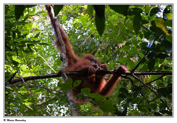 Sumatran Orang-Utan in the Gunung Leuser National Park at Bukit Lawang
