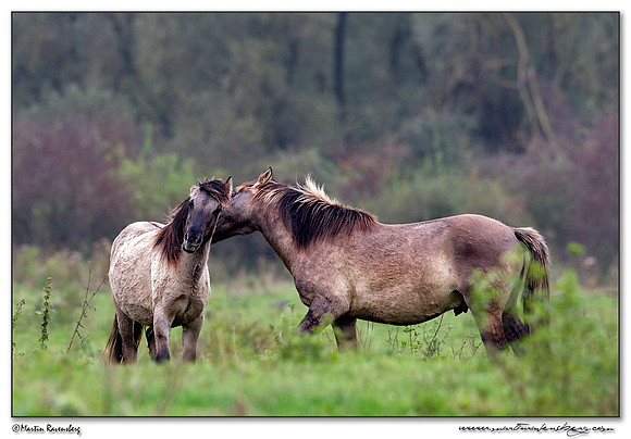 Konikhorse (Konikpaard) at the Oostvaardersplassen - De Krakeend Hut