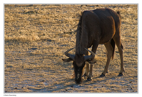 Blue Wildebeest in Etosha National Park
