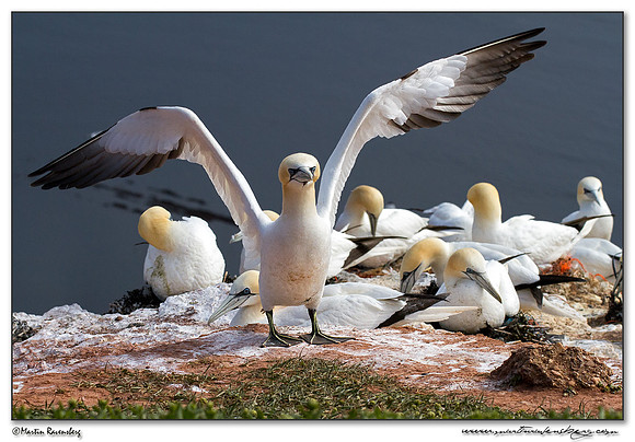 Northern Gannet (Jan-van-Gent) at Heligoland (Helgoland) - Germany