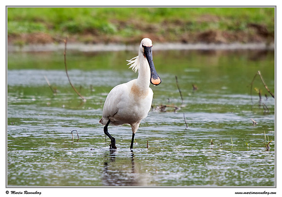 Eurasian Spoonbill or Common Spoonbill (Lepelaar) at the Groene Jonker nature area near Nieuwkoop