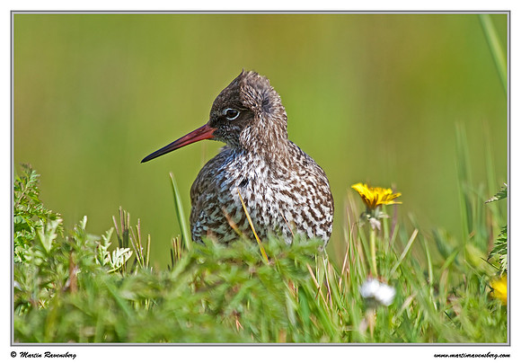Common Redshank (Tureluur) at the island Terschelling in the Wadden Sea