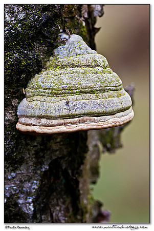 Tinder Bracket / Echte Tonderzwam (Fomes fomentarius) at the Hoge Veluwe National Park