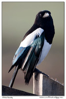 Corvids