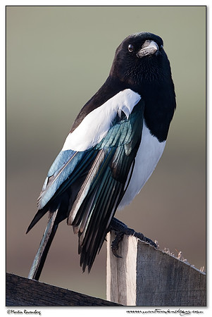 European Magpie (Ekster) at the National Landscape Arkemheem-Eemland