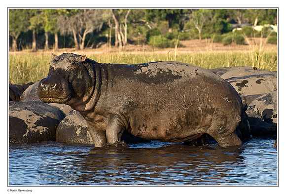 Common Hippopotamus