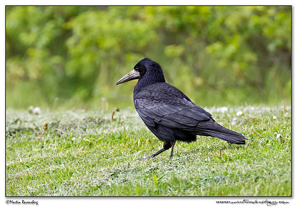 Rook (Roek) at Heligoland (Helgoland) - Germany