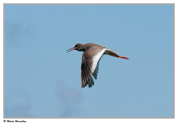 Common Redshank (Tureluur) near Hazerswoude