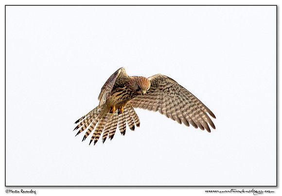 Common Kestrel (Torenvalk) at the Plompe Toren near Koudekerke at Schouwen-Duiveland