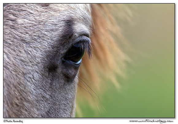 Konikhorse (Konikpaard) at the Oostvaardersplassen - De Krakeend Hut