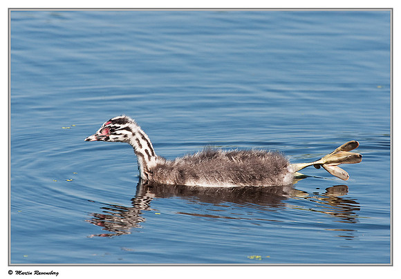 (Juvenile) Great Crested Grebe (Fuut) near Gouda