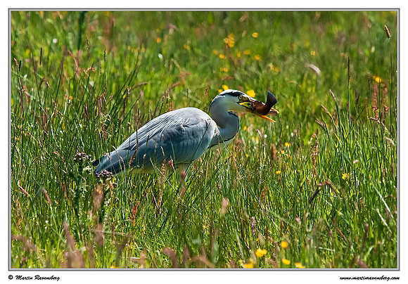 Grey Heron (Blauwe Reiger) at the Spijkerboorse Kade near Hazerswoude