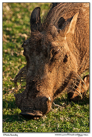 Warthog (Wrattenzwijn) at the Pilanesberg National Park
