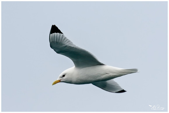 Black-legged Kittiwake (Drieteenmeeuw) near Moffen Island.
