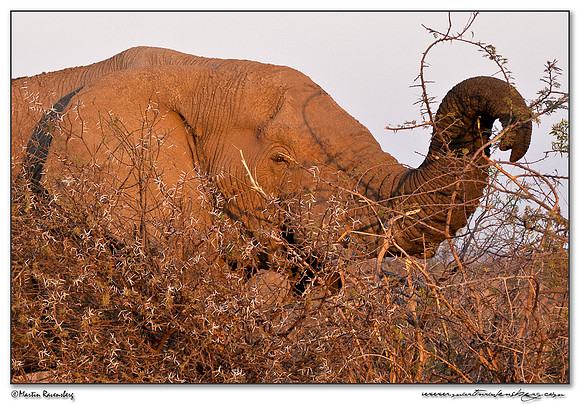 African Elephant (Afrikaanse Olifant) at the Pilanesberg National Park