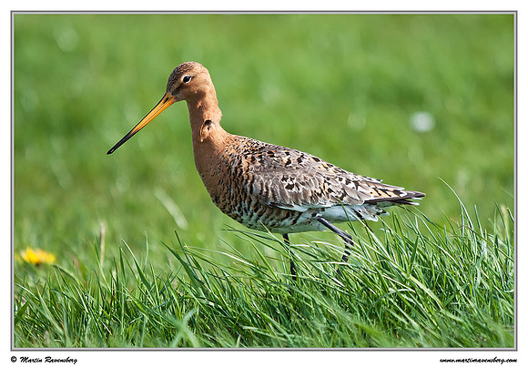 Black-tailed Godwit (Grutto) at the island Terschelling in the Wadden Sea