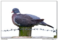 Doves & Pigeons