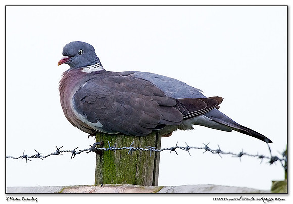 Common Wood Pigeon (Houtduif) in the polders Eemland near Eemnes