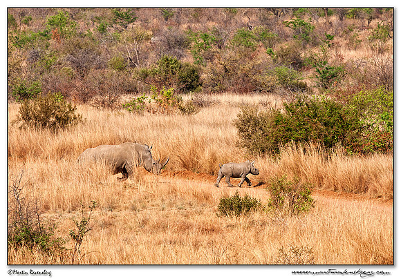 White Rhinoceros (Witte Neushoorn) at the Pilanesberg National Park
