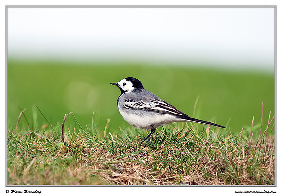 White Wagtail (Witte Kwikstaart) at the island Terschelling in the Wadden Sea
