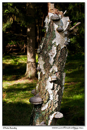 Tinder Bracket / Echte Tonderzwam (Fomes fomentarius) at the Hoge Veluwe National Park