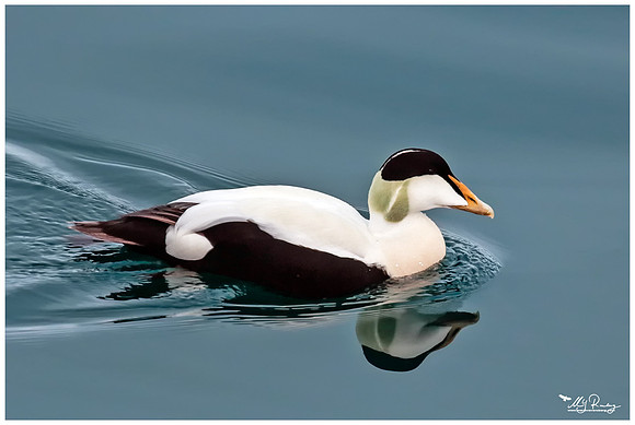 Common Eider (Eidereend) near Moffen Island.