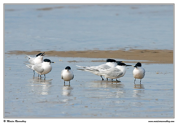 Sandwich Tern (Grote Stern) at the island Terschelling in the Wadden Sea