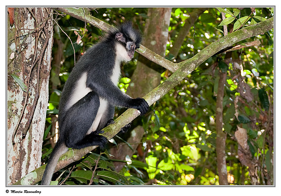 Thomas's Leaf Monkey in the Gunung Leuser National Park at Bukit Lawang