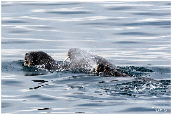 Walrus near Moffen Island.