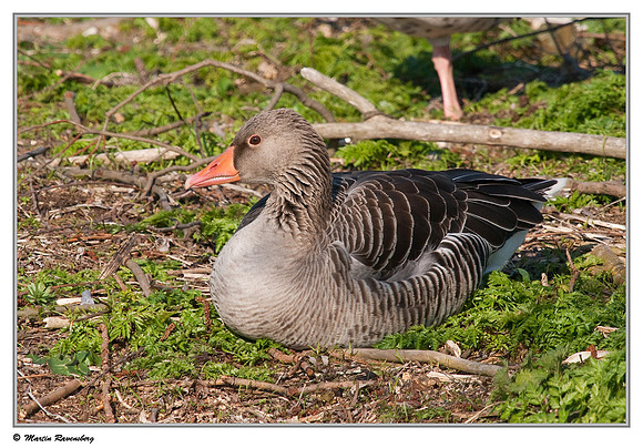 Greylag Goose (Grauwe Gans) near Hazerswoude in the meadow birds reserve De Wilck